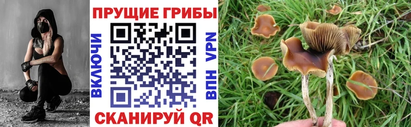 Галлюциногенные грибы Cubensis  дарнет шоп  Шилка 